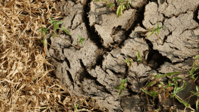 Biochar and Soil Erosion Control