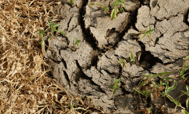 Biochar and Soil Erosion Control
