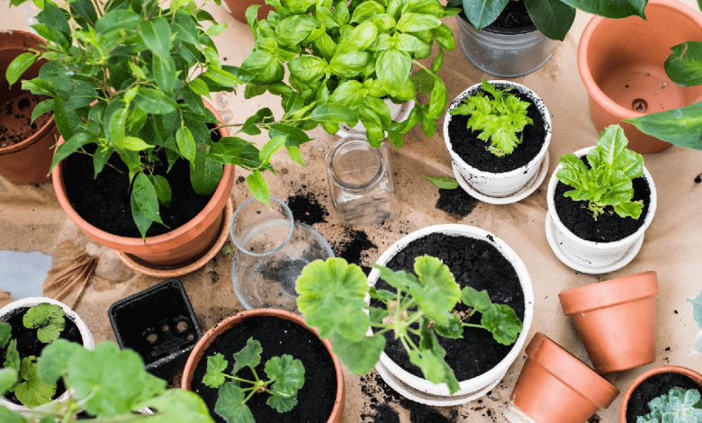 Biochar Benefits for Gardeners