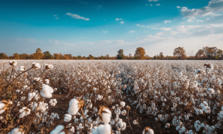 Biochar & Carbon Credits Boost African Cotton Farming