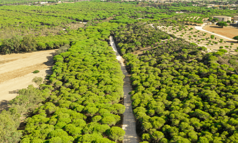 Biochar in Forestry & Land Reclamation: Restoring Ecosystems