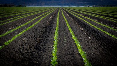Biochar Partnerships in Agriculture