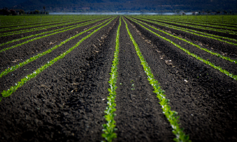 Biochar Partnerships in Agriculture
