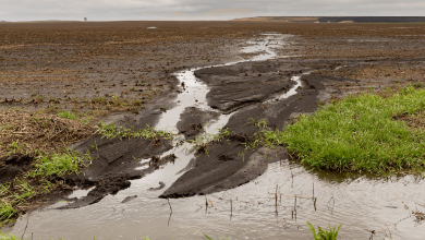 Biochar Reduces Agricultural Runoff