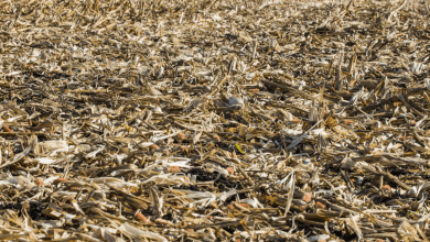 Transforming Crop Waste into Biochar